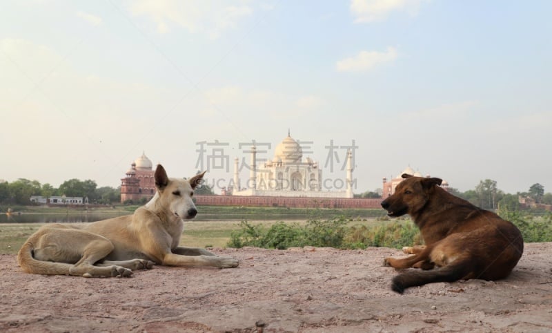 记忆,泰姬陵,国际著名景点,旅途,英国广播公司,纯种犬,世界遗产,肖像,狗,哺乳纲