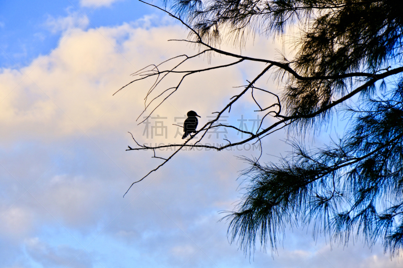 佛罗里达,鸟类,沼泽,环境,黄昏,环境保护,柏树,湖,泻湖,墨西哥湾沿岸国家