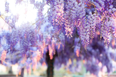 紫藤,园林,春天,花朵,花,自然美,花,日落,树