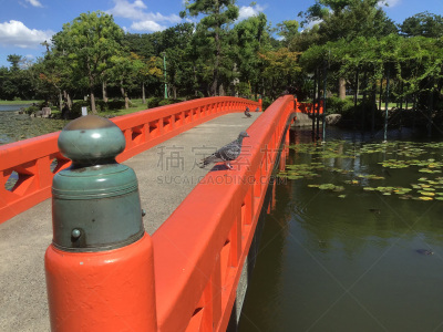 鸽子,公园,桥式,景观设计,翅膀,池塘,生物,动物,鸟类,植物