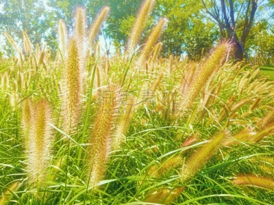 自然,野花,喷泉草,自然美,背景,热带气候,黄昏,复古风格,日落