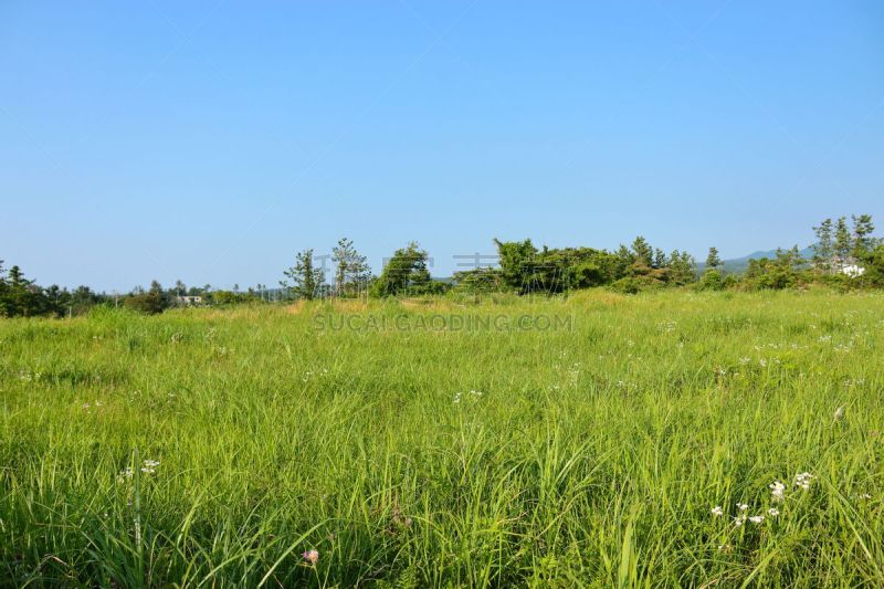 제주도의 농촌 풍경이다.