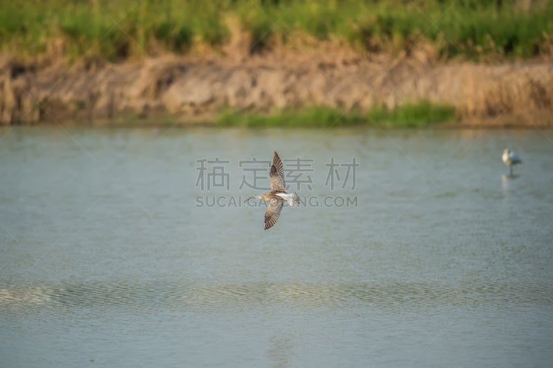 白腰杓鹬,野生动物,环境,翅膀,池塘,动物,鸟类,燕鸥,户外,天空