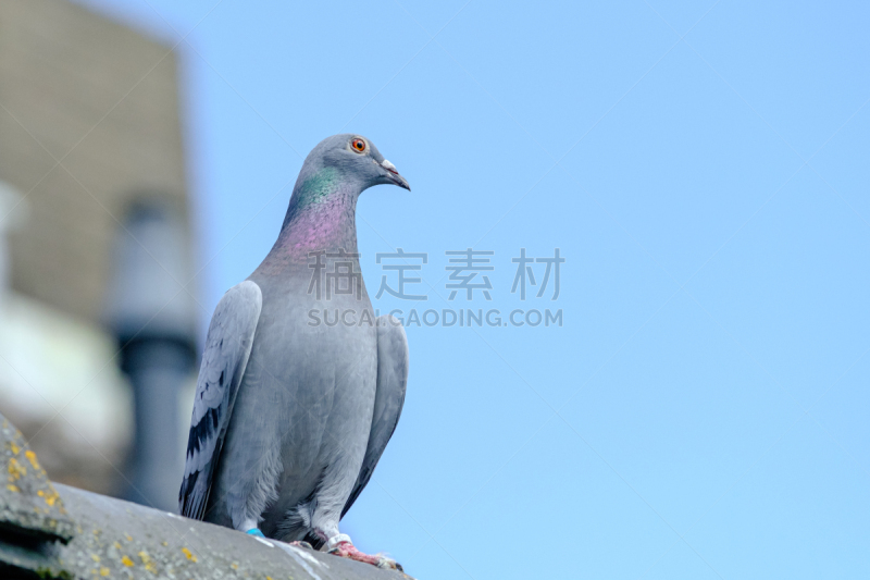 鸽子竞赛,屋顶,山脊,动物主题,运动,背景分离,自由,灰色,野生动物,肖像