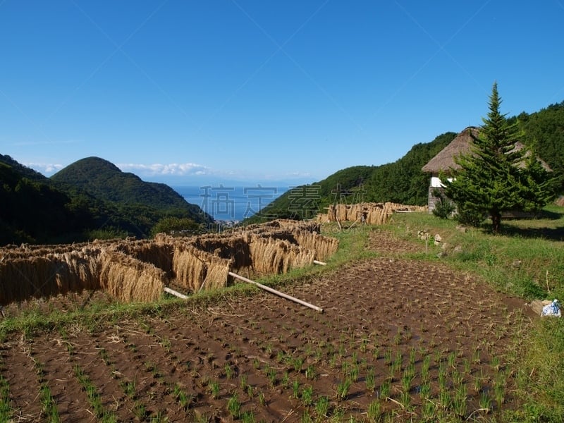 稻,梯田,收获,烘干