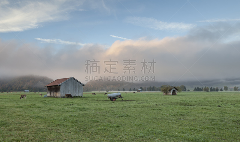 母牛,农业,小屋,清新,食品,灰色,草,牛,农场,夏天