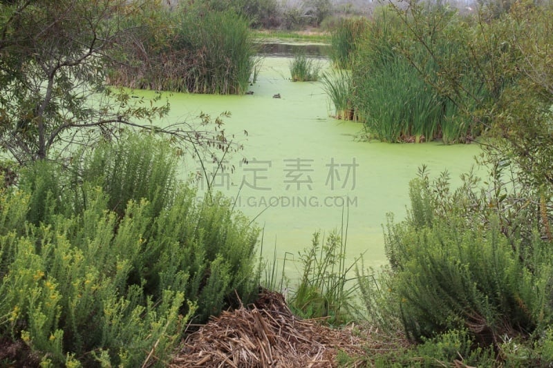 沼泽,淡水,香蒲,灵感,环境,环境保护,自然美,夏天,户外,普拉亚德雷