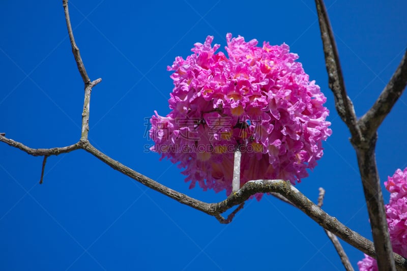 天空,蓝色,小号,粉色,斑叶钟花树,气候,热带气候,浪漫,植物,巴西