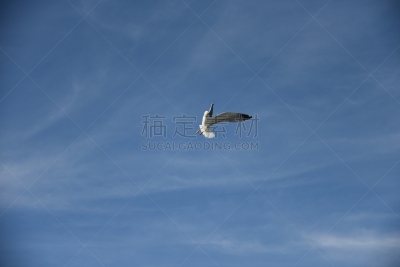 自然,安静,背景分离,自由,野生动物,图像,翅膀,动物群,非常寂静,动物身体部位