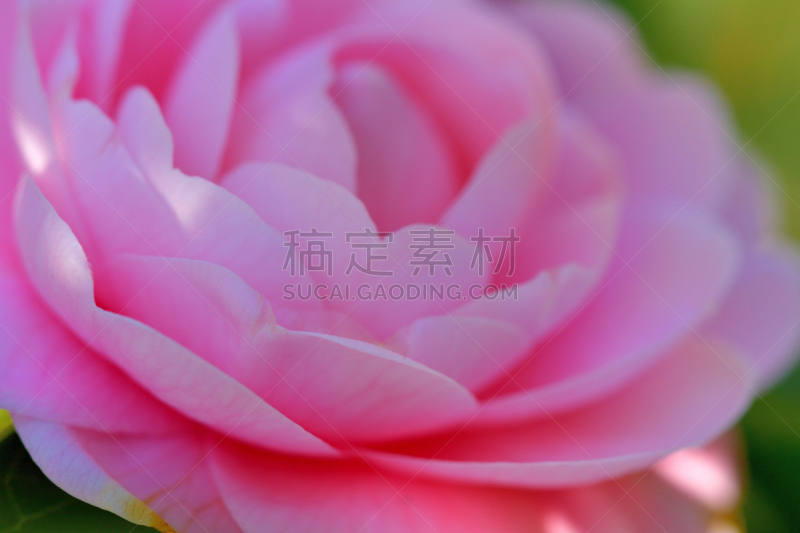 日本,茶花,仅一朵花,红色,粉色,清新,一月,二月