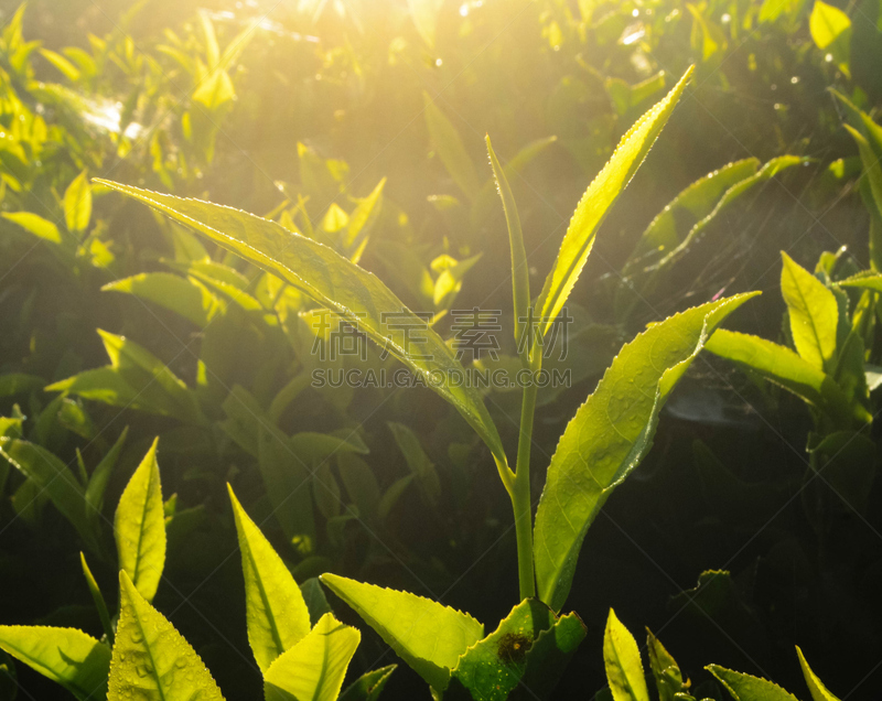 Fresh Tea leaves at morning sunlight