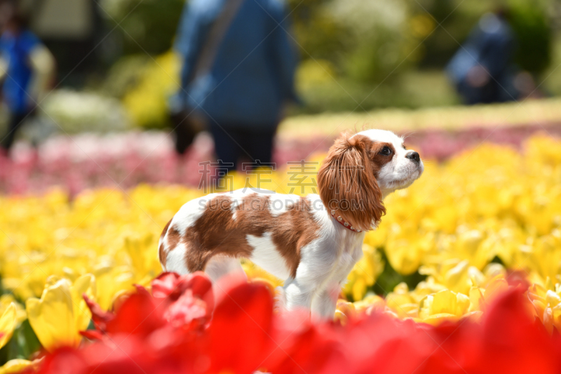 查理王小猎犬,园林,可爱的,纯种犬,肖像,郁金香,公园,花,坐