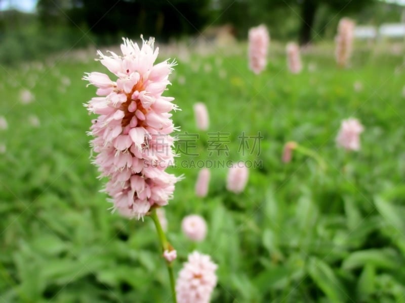 Hampe florale rose tendre d'une renouée distorte (polygonum bistorta officinal) au premier plan. Autres spécimens dans une prairie verte floutés au second plan. Lac de Longemer, Vosges, France. Printemps 2019.