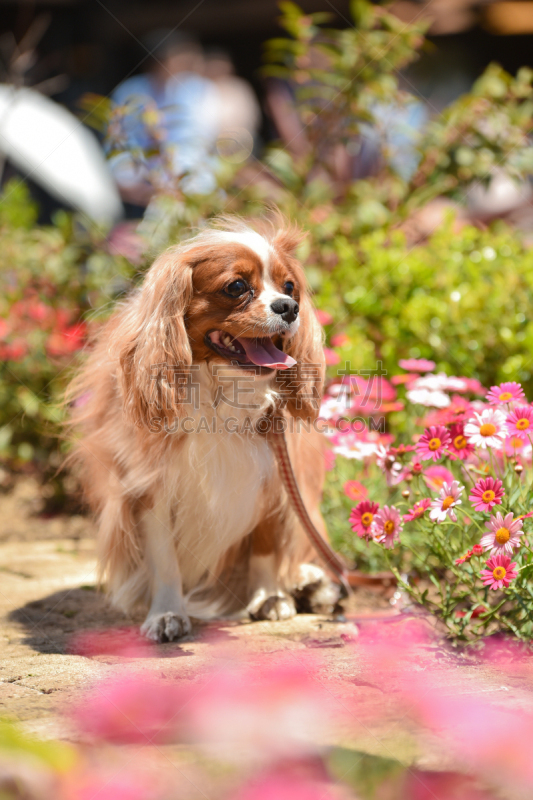 查理王小猎犬,园林,可爱的,纯种犬,肖像,郁金香,公园,花,坐