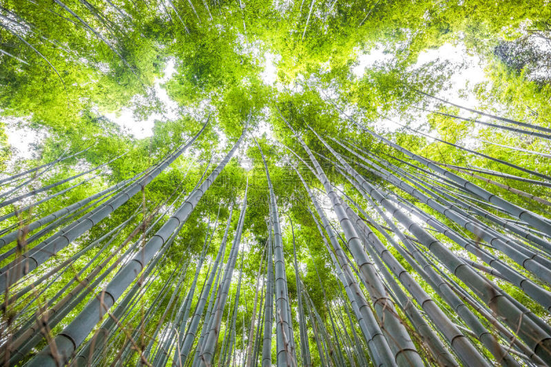 京都府,岚山,日本,竹林,著名自然景观,镰仓市,著名景点,自然美,东亚,巨竹