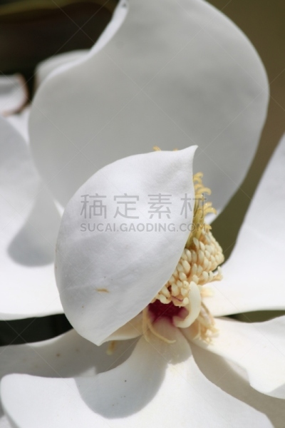 玉兰类,白色,自然,垂直画幅,图像,花朵,雄蕊,美国,花瓣,花