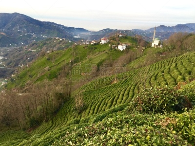 清新,红茶,乡村,茶树,农业,素食,茶叶,绿茶,菜园,环境保护