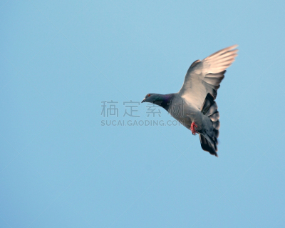 鸽子,天空,蓝色,纯净,自由,野生动物,云,翅膀,一只动物,鸟类