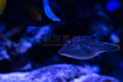 海洋,水族馆,鱼类,野生动物,自然,珍珠豚