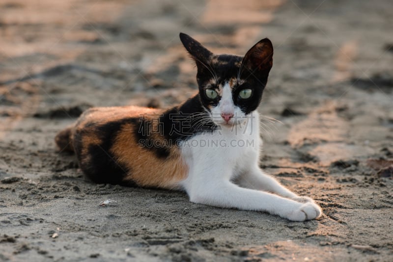 猫,海滩,橙色,黑色,觅食