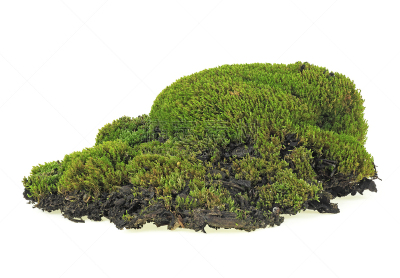 泥土,图像,苔藓,绿色,分离着色,白色背景,活力,地衣,清新,草