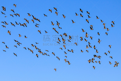雁属,粉色,动物主题,野生动物,灰色,英国,粉足雁,鸟类,丘陵鹅,蹼足
