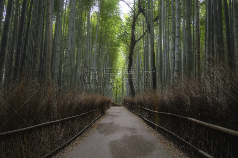京都府,竹林,岚山,日本,禅宗,京都市,片山,嵯峨野,户外,前进的道路