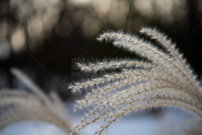 冬小麦,自然,冬天,图像,雪,马尼托巴湖,加拿大,无人,温尼伯,植物