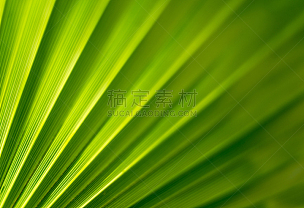 棕榈叶,特写,扇子,纹理效果,倾斜视角,清新,彩色背景,热带气候,环境,枝繁叶茂