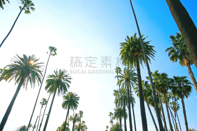 棕榈树,洛杉矶,加利福尼亚,圣莫尼卡,罗迪欧名店街,贝弗利山,日落大道,好莱坞,天空,威尔夏大道