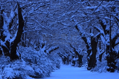 樱桃树,成一排,冬天,寒冷,环境,雪,公园,吉野樱花,植物,背景