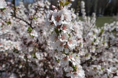 花朵,枝,四月,樱桃,满族,清新,枝繁叶茂,春天,3到4个月,植物