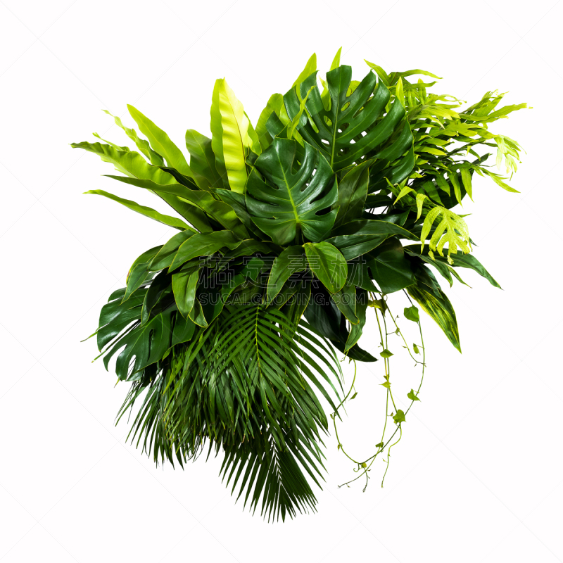 叶子,式样,背景,自然,绿色,壁纸,清新,自然界的状态,边框,热带气候