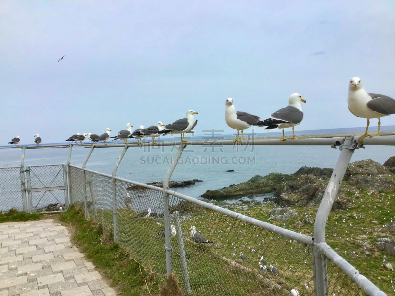 成一排,日本,海鸥,八户,黑色,有序,黑面海鸥,野生动物,黄昏,行动