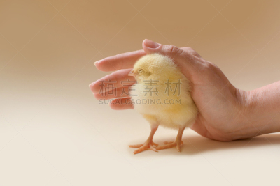 女性,图像,鸡,手掌,新生动物,农业,可爱的,素食,复活节,野生动物