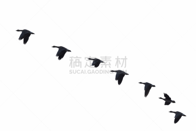 豆雁,羊群,有序,野生动物,翅膀,动物群,动物,鸟类,丘陵鹅,户外