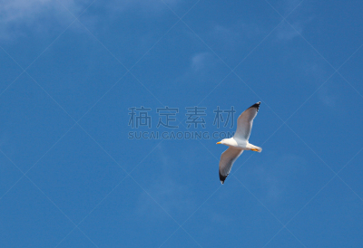 黑脊鸥,欧洲银鸥,云,动物,鸟类,户外,看,白色,自然,白昼