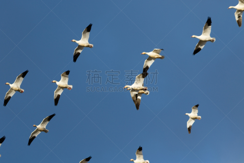 雪雁,克拉玛盆地国家野生动物保护区,一群鸟,雁属,野生动物,美国,水平画幅,无人,鹅肉,丘陵鹅