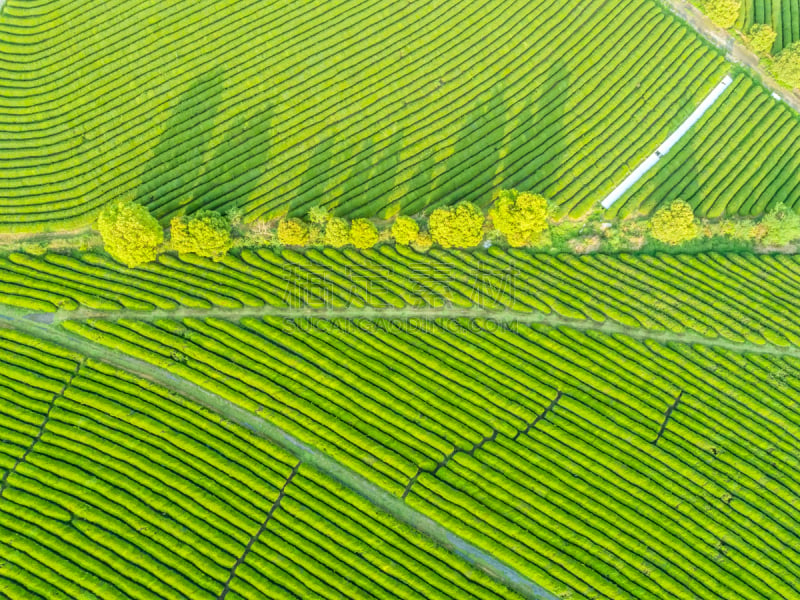 中国,绿色,日本茶道公园,欧洲赤松,生物学,农业,红茶,有机农庄,农场,户外