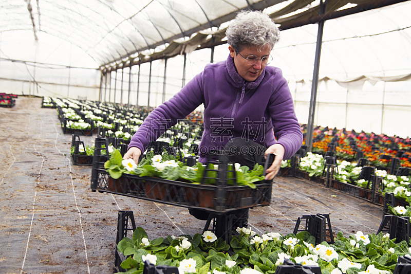 女人 花卉商 男人 温室 平板电脑 职业 植物馆 工作 花图片素材下载 稿定素材 女人 花卉商 男人 温室 平板电脑 职业 植物馆 工作 花图片素材下载 稿定素材