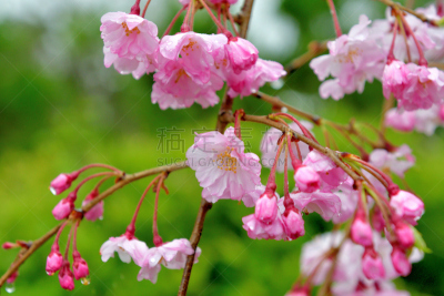 京都府,樱桃树,鸭川,季节,河岸,自然美,春天,京都市,植物,落叶树