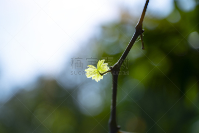 葡萄园,清新,有蔓植物,背景,动物毛,葡萄树叶,幼小动物,农业,格拉茨,葡萄酒