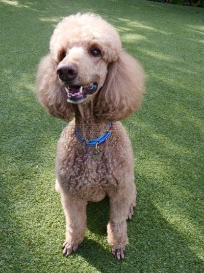 贵宾犬,后院,粉扑,遛狗师,纯种犬,犬恶丝虫,肖像,受过训练的狗,狗,个人卫生用品