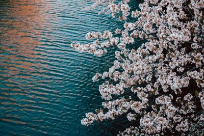东京,目黑河,樱桃树,清新,景观设计,目黒区,禅宗,自然美,春天,花