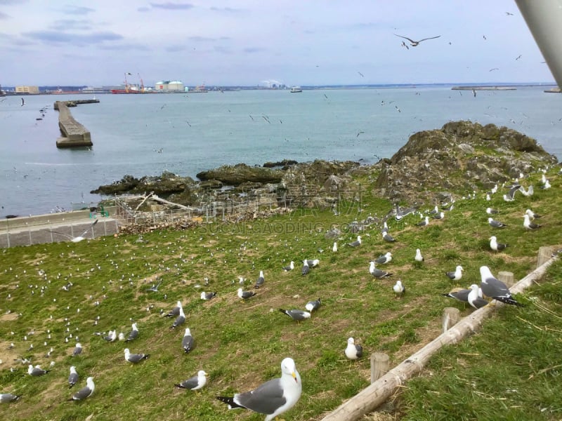 日本,海鸥,八户,大群动物,黑色,黑面海鸥,云,橙子,著名景点,鸟类