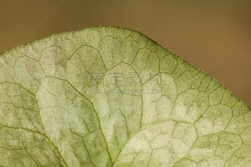 植物,欧洲,叶子,生姜,马兜铃,肾,紫色,花,尝,厌倦