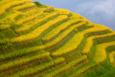 稻,梯田,龙脊梯田,美,水平画幅,枝繁叶茂,山,传统,户外,水稻梯田
