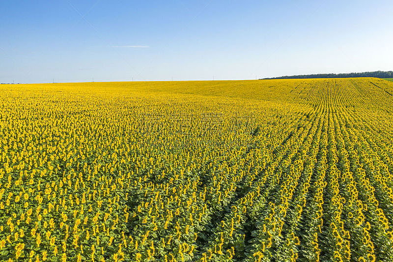 黄色,夏天,仅一朵花,田地,自然美,风景,有机食品,白昼,在上面,乌克兰