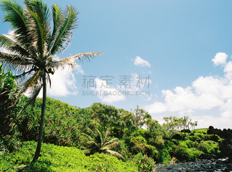 棕榈树,夏威夷大岛,毛伊岛,风景,瓦讷帕纳帕州立公园,基黑,卡阿纳帕利沙滩,哈纳,黑沙,考艾岛