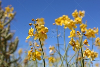 二十九棵棕榈,锡耶纳,香蒲,生物学,灵感,环境,环境保护,自然美,沙漠,豆目